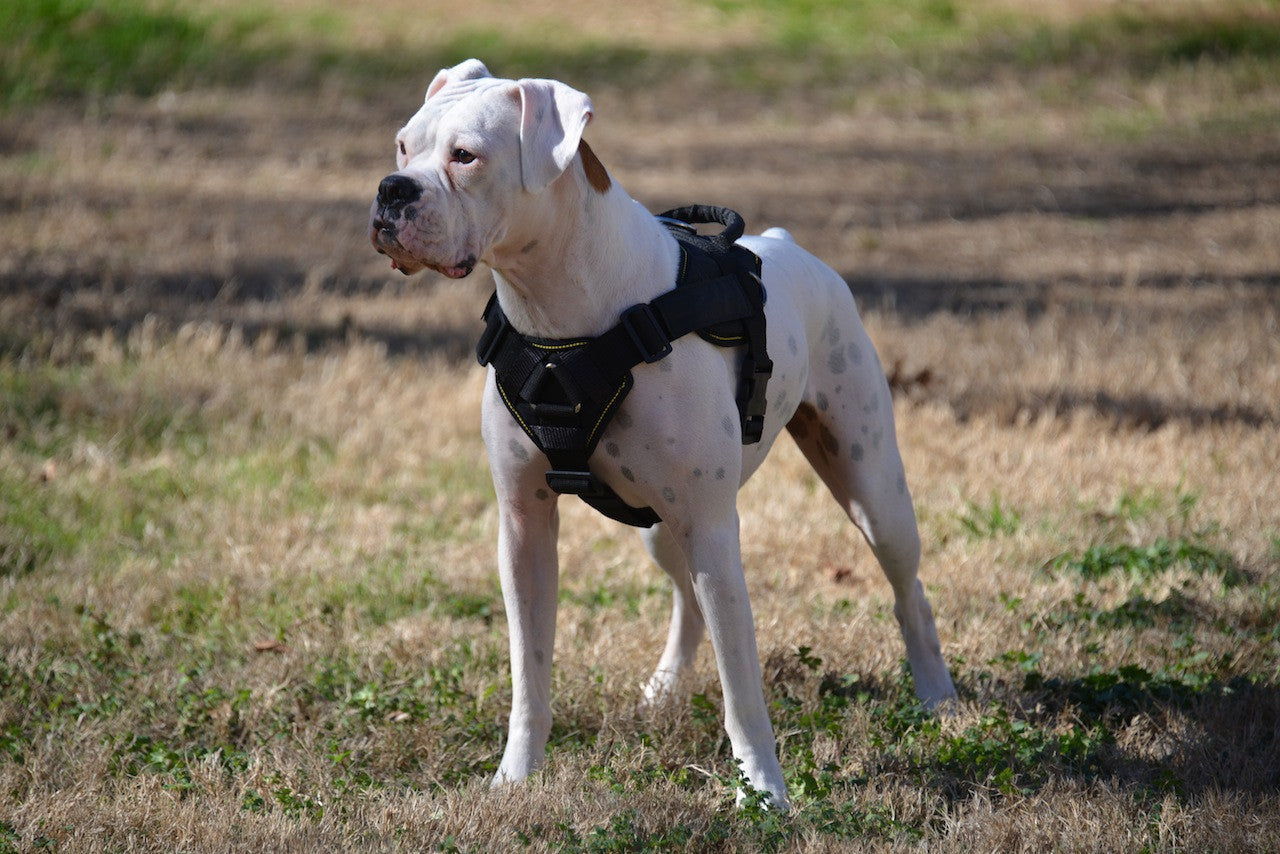 DT Fun Patch Harness w/ Chest Support for XL dogs