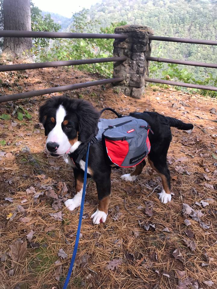 Summitt Backpack for dogs over 95 pounds