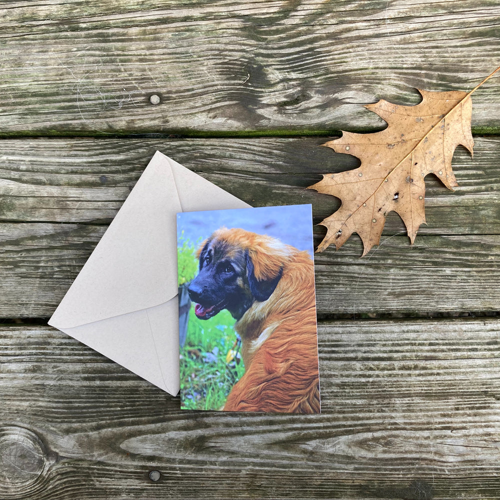 Leonberger Note Card - Sold individually