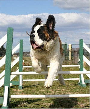 Saint Bernard from the Stoan Perspective