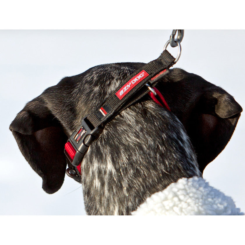 "Checkmate Big Dog Martingale Style Collar"