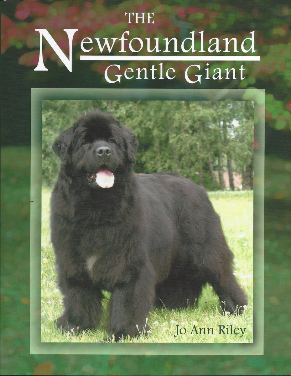 The Newfoundland: Gentle Giant