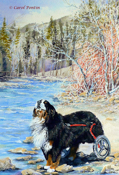 A Special Pleader Limited Edition Print 91/950 Signed Wissmann Bernese top Dog