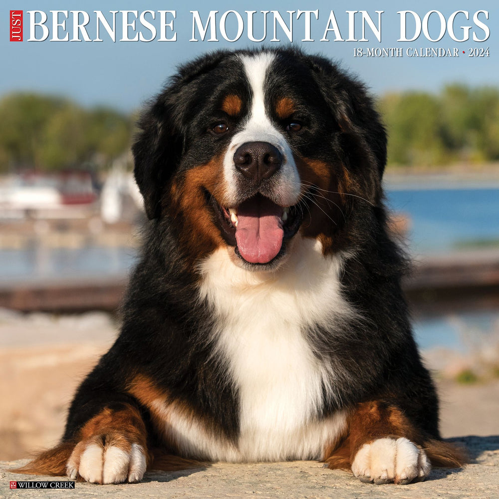Just Bernese Mountain Dogs 2024 Calendar