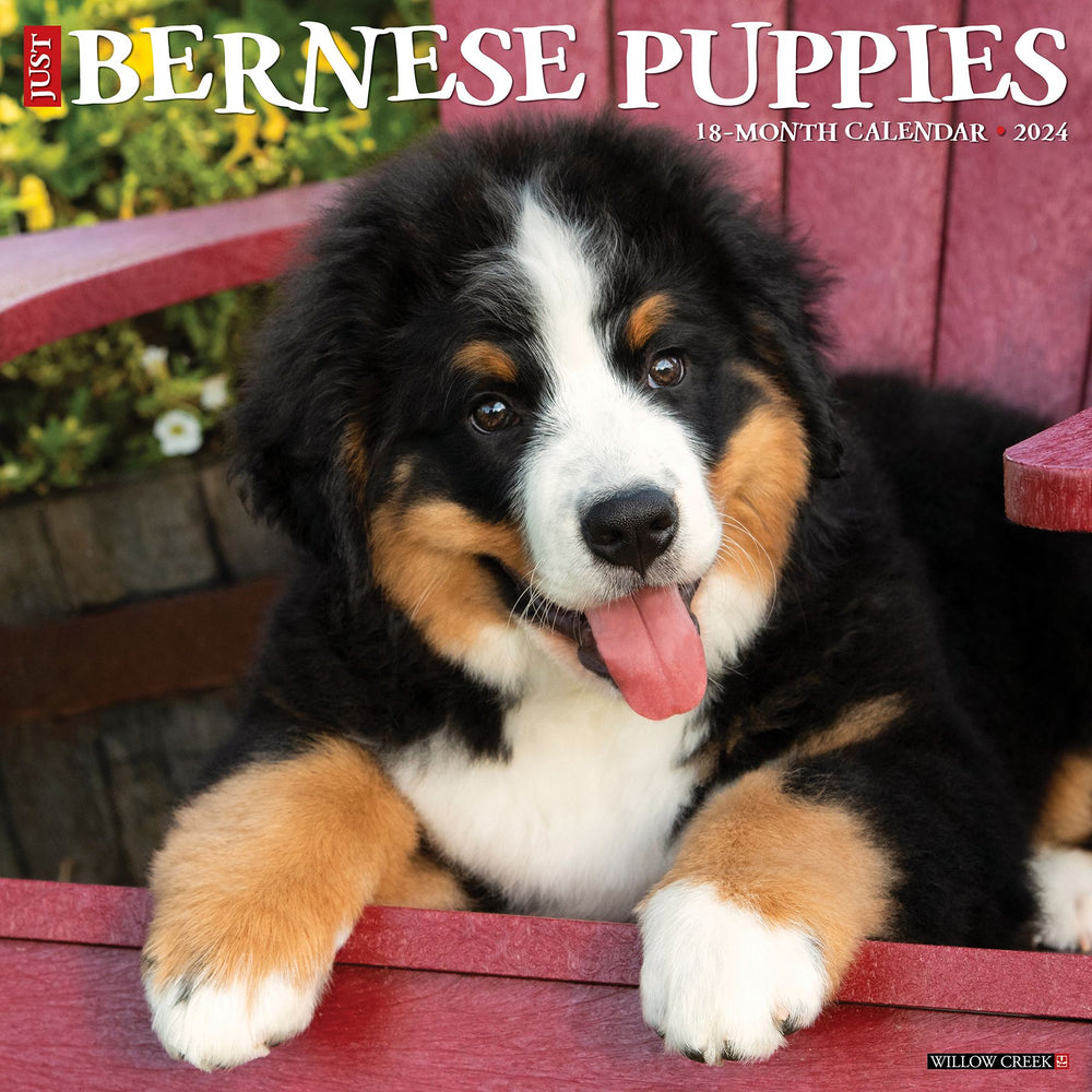 Just Bernese Mountain Dog Puppies 2024 Calendar