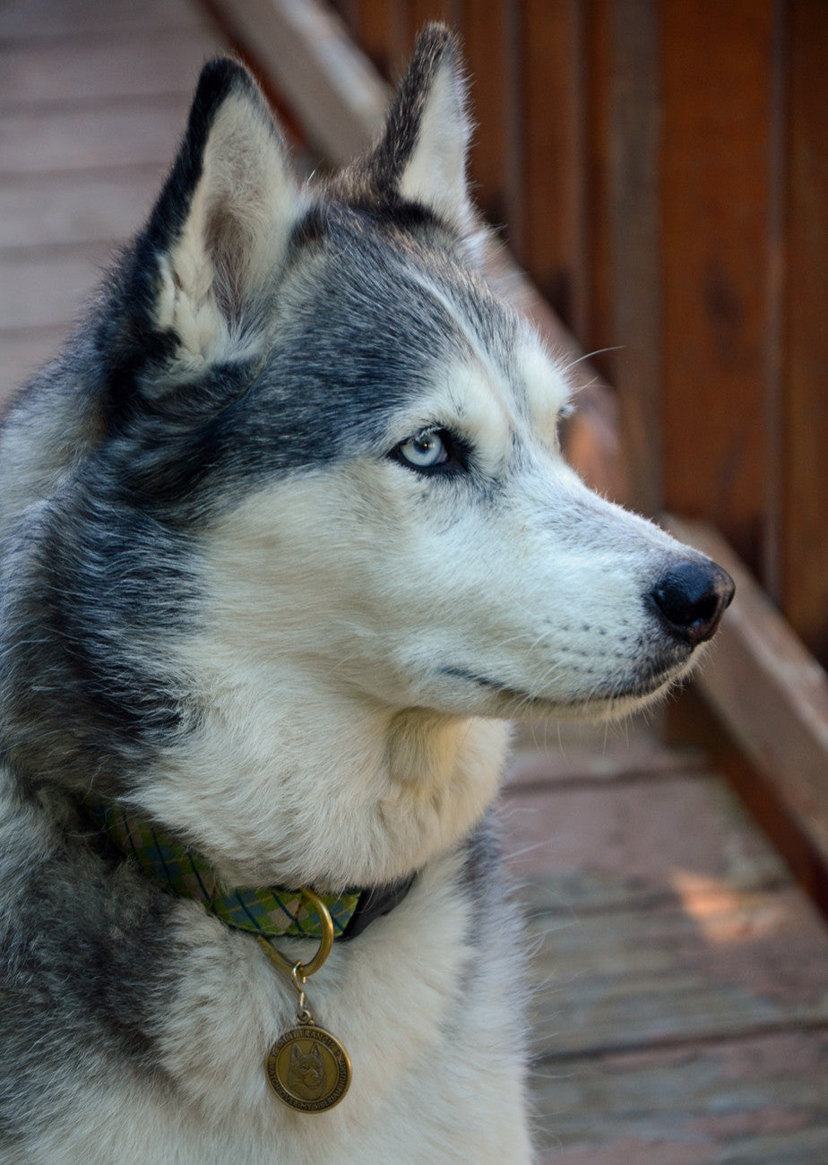 Husky tags sales