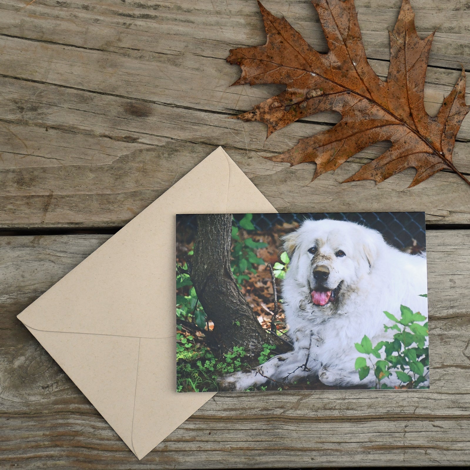 Dirty Dog Note Card - Sold individually