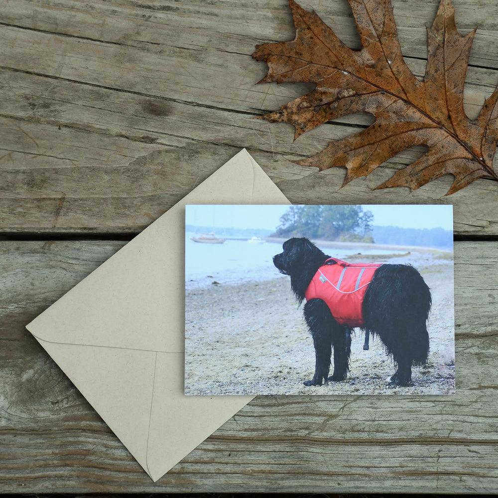 Newfoundland Dog Note Card - Sold individually