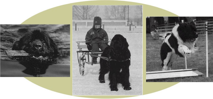 The Newfoundland: Gentle Giant