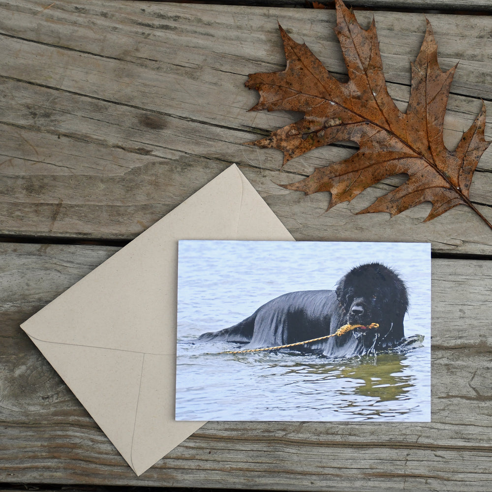 Water Dog Note Card - Sold individually