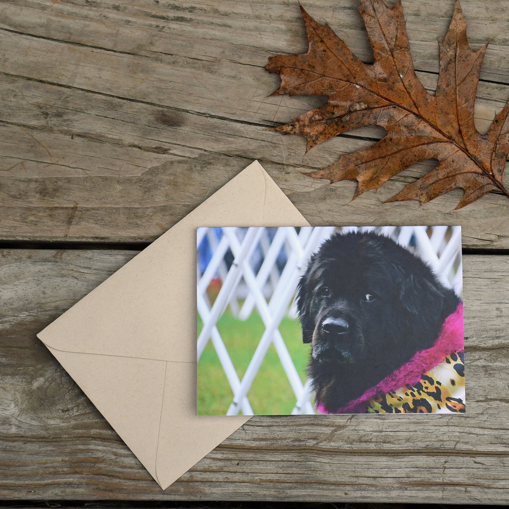 Looking Good Newfie Note Card - Sold individually