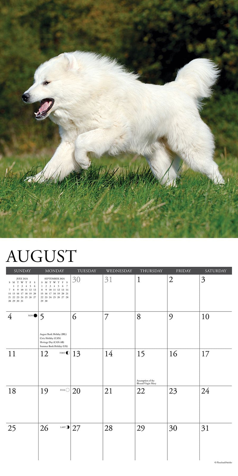 Just Great Pyrenees 2024 Calendar BIG Gentle Dogs