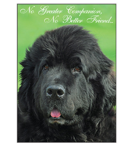 no greater companion - blank greeting card (sold individually)