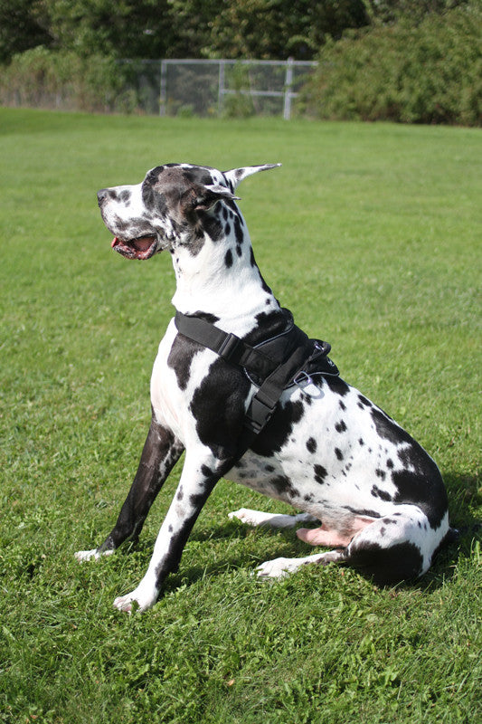 DT Fun Patch Harness for XL dogs